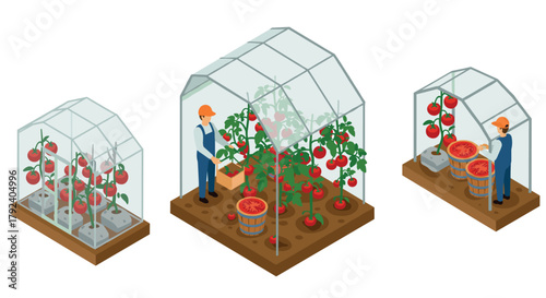 Greenhouse farming isometric tomato cultivation and harvesting with farmers in action