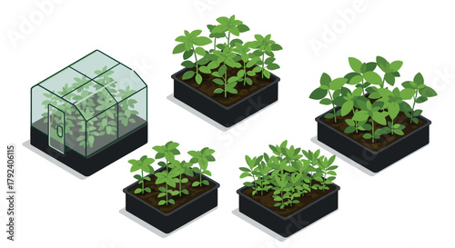 Isometric herbal garden set with young plants and greenhouse in pots