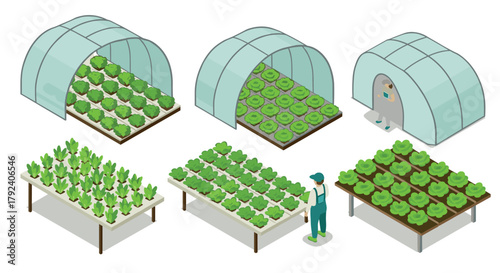 Isometric greenhouse farming with diverse lettuce varieties and agricultural worker