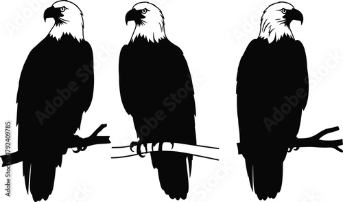 Eagle perched on branch silhouette, majestic bird of prey, wildlife raptor illustration, golden eagle vector art, nature animal design decorative graphic