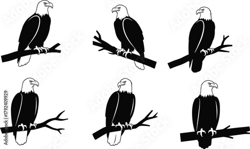 Eagle silhouette illustration, perched bird vector, wildlife artwork, raptor design, strong eagle posture, branch perch graphic, black nature symbol artwork collection