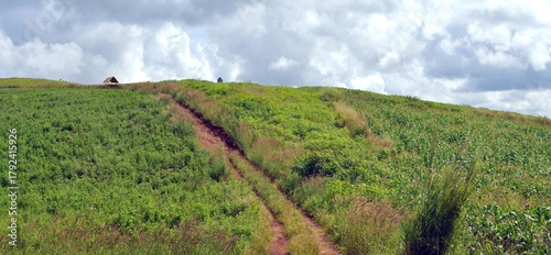 green field and blue sky