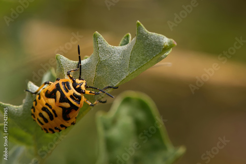 Eurydema dominulus painted bug larval stage on summer plants