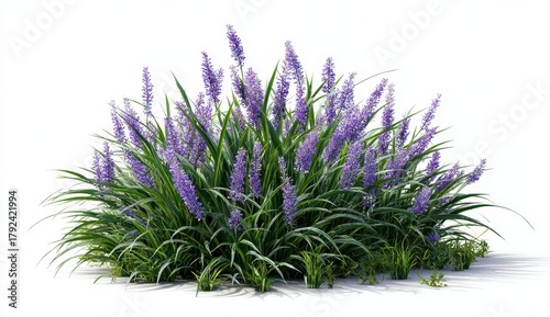 Vibrant photo of blue liriope muscari bush, a perennial plant