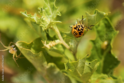 Eurydema dominulus painted bug larval stage on summer plants