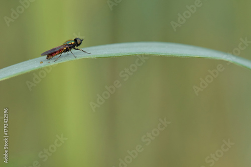 Broad centurion fly chloromia formosa on summer grass