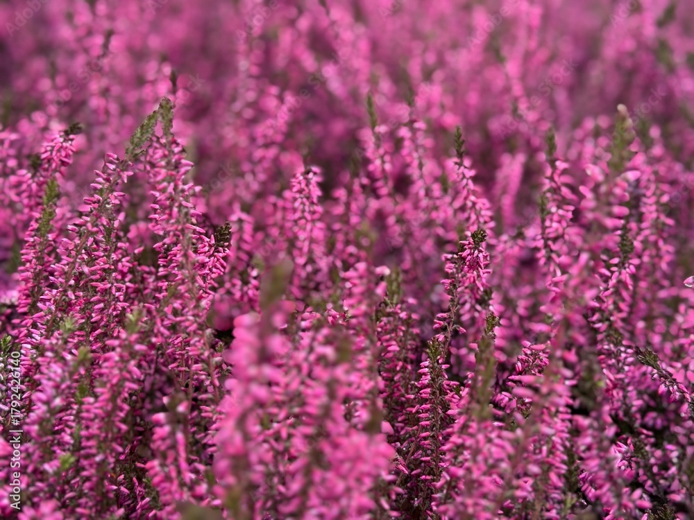 Fototapeta premium Pink Heather Flowers in Bloom