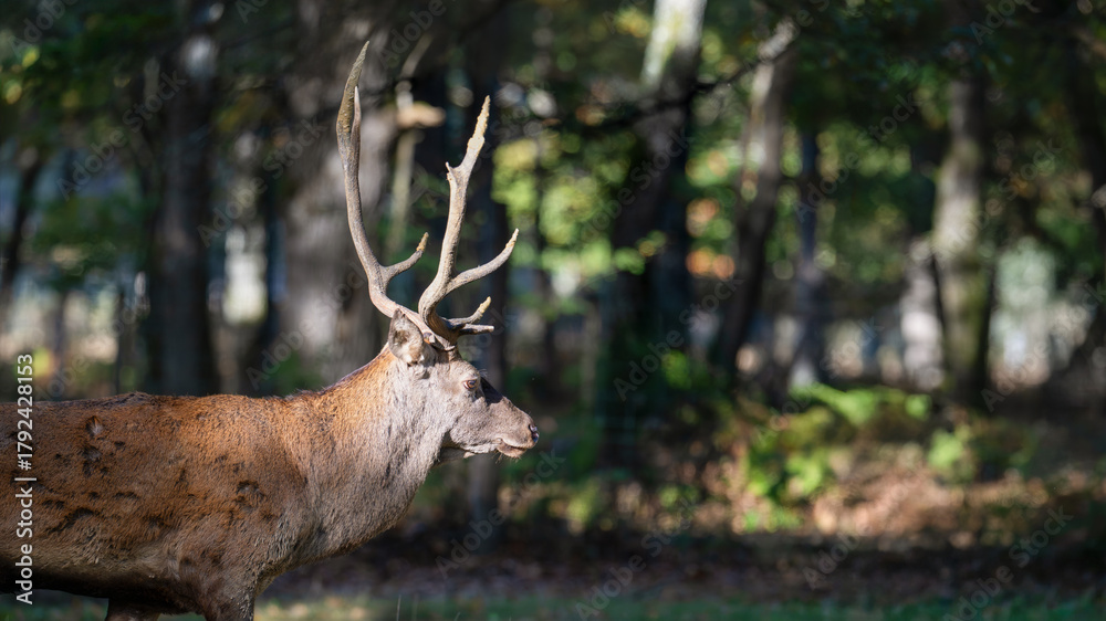 Naklejka premium Portrait of a Red deer stag walking in a clearing at the edge of a forest during the rut. Cervus elaphus, Réserve de la Haute-Touche, Azay le Ferron, Indre 36, région Centre, France, Europe