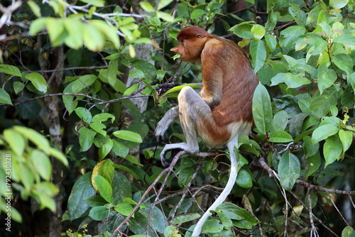 Photos Bekantan or proboscis monkey is a type of long-nosed monkey with reddish-black fur