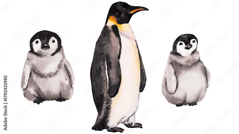 Fototapeta premium Emperor penguins. Collection of adults penguin with cute baby penguins. Watercolor hand drawn illustration isolated on white background. Animals in Antarctica for cute winter designs, decor, patterns