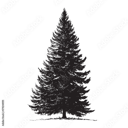 Detailed black and white sketch of a tall dense conifer tree.