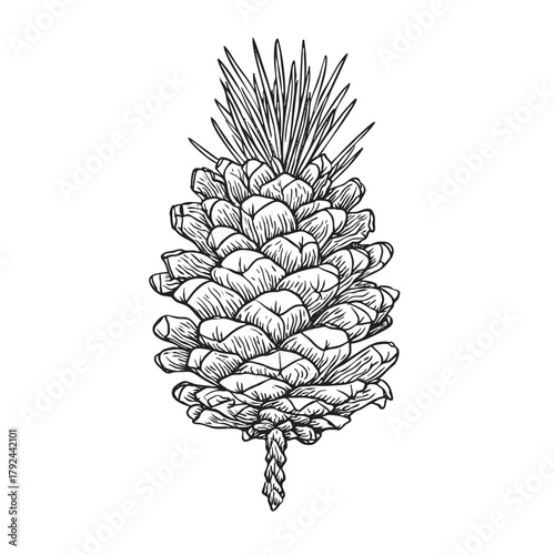 Detailed line drawing of a pine cone with needles attached.