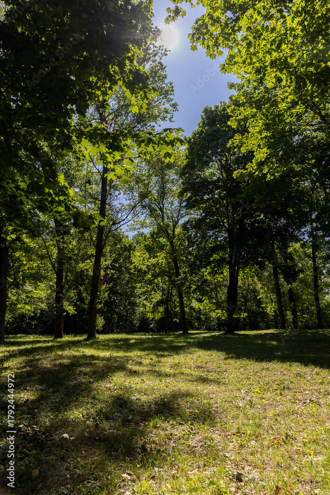 Obraz premium deciduous green trees in a city park with lots of shadows on the green low grass on a sunny bright summer day, beautiful trees with green foliage are illuminated from behind by bright sunlight