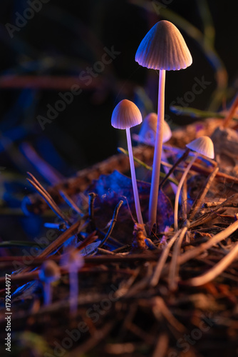 A toadstool mushroom on a thin stem, nestled in the moss of an autumn forest. The mystical illumination of the swamp, the cool background, and the warm glow of the mushrooms.
