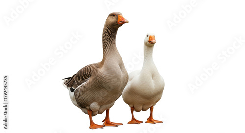 Isolated pair of geese, the gray one in the foreground and a white one behind it stands tall
