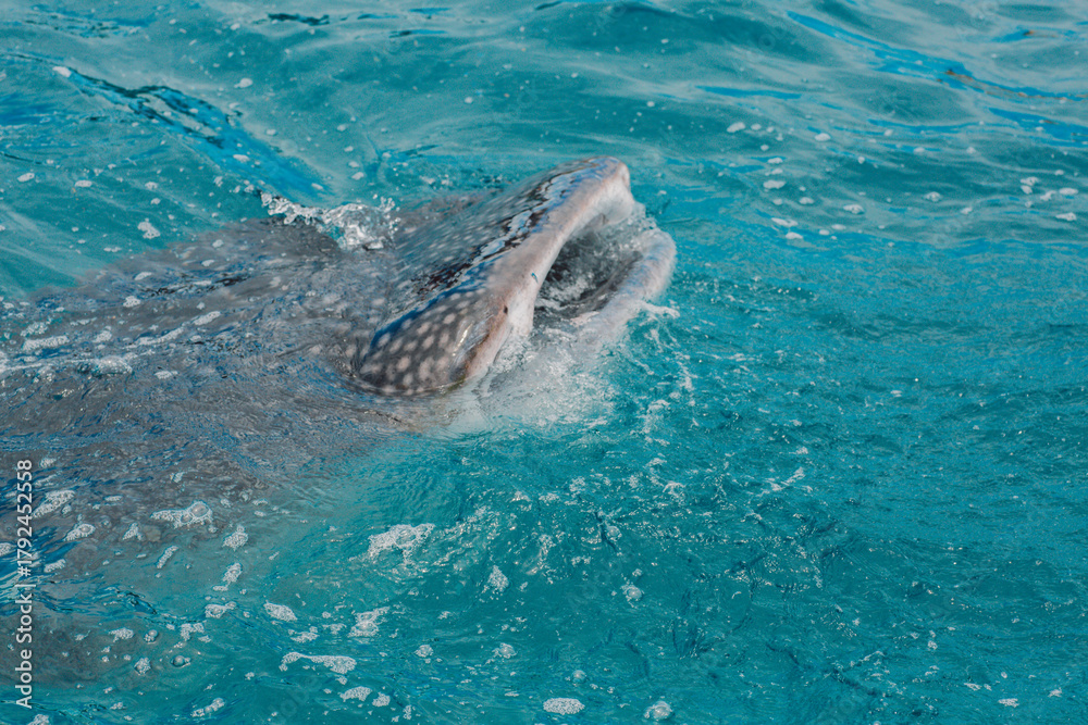 Obraz premium Whale shark - Bohol Island - Philippines
