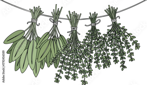 Bunches of Green Herbs Drying on a Clothesline Outdoors