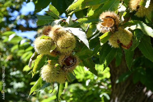 Schilderij op canvas Chestnuts in their husks hanging from chestnut tree branches are about to fall just before harvest in autumn