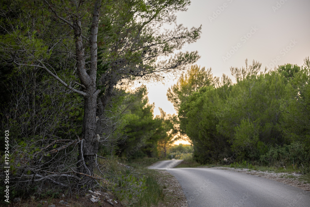 Fototapeta premium Curving forest road at sunset, framed by lush green pines, quiet nature pathway with soft evening light