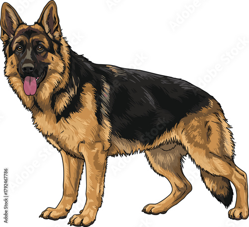 German Shepherd dog illustration, black tan coat, standing pose, open mouth, tongue out, upright ears, relaxed tail, breed reference, pet animal