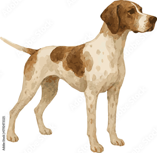 Vector watercolor adorable illustration of a pointer dog standing