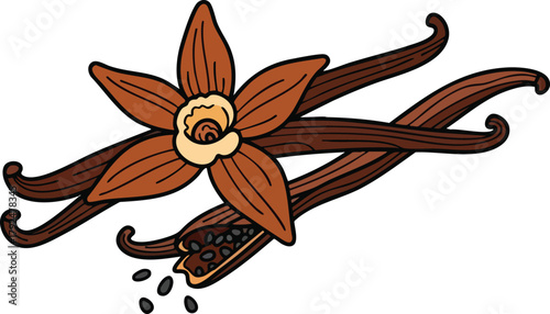 Brown Vanilla Pods with Seeds and a Vanilla Flower on White Background