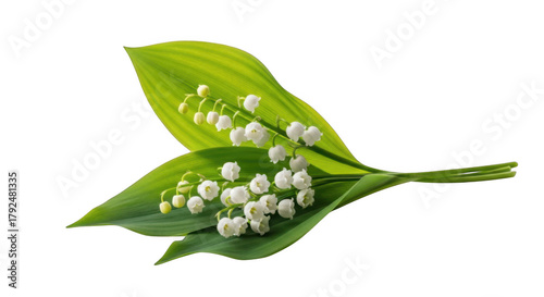 Delicate lily of the valley flowers fresh green leaves isolated