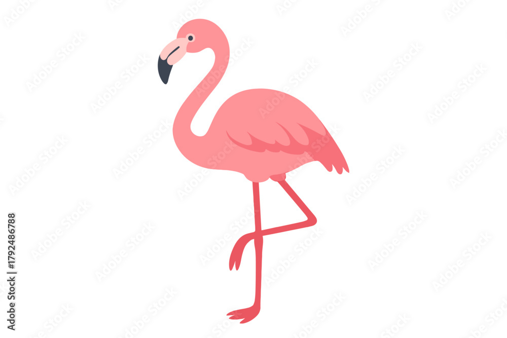 Fototapeta premium Pink flamingo standing on one leg, tropical bird wildlife isolated on white background