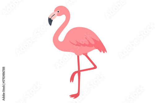 Pink flamingo standing on one leg, tropical bird wildlife isolated on white background