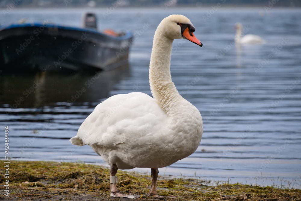 Fototapeta premium 湖の白鳥