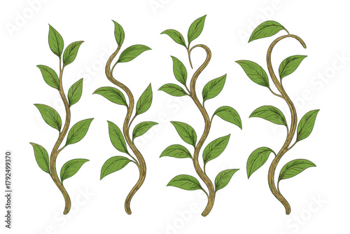 Set of four stylized green leafy vines climbing upwards on brown stems isolated on white background