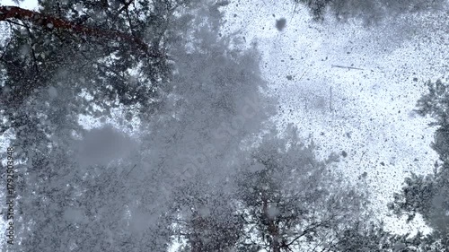 Snow falling down from pine trees. Winter tale in the forest