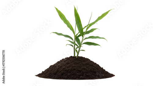 Isolated Green Plant on Pile of Soil Against Transparent Background in Studio Shot for Environmental Conservation and Sustainable Growth