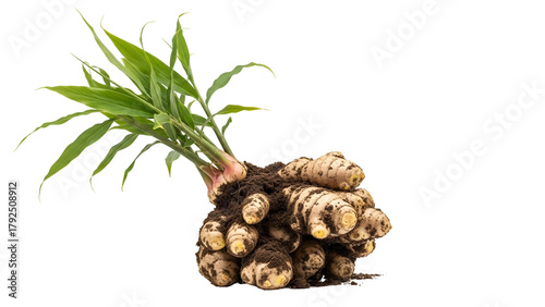 Fresh Ginger Rhizome and Roots with Green Leaves on Transparent Background