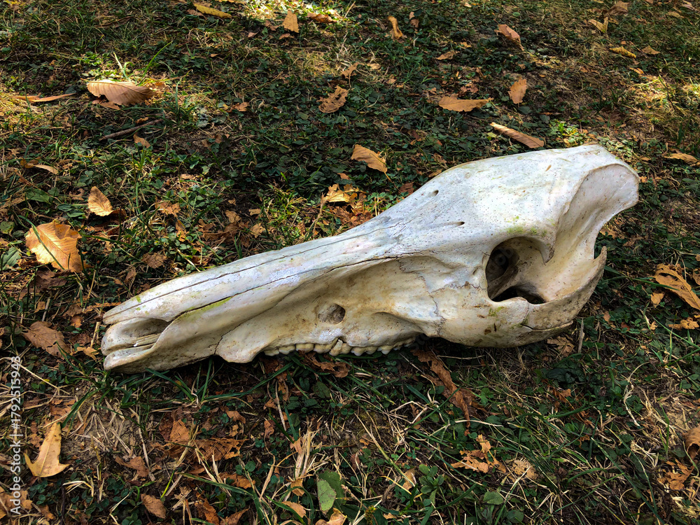 Obraz premium Large animal skull resting on the ground surrounded by fallen leaves and grass, showcasing natural decay and the beauty of wildlife remnants in a serene outdoor setting