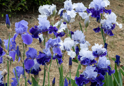 Papier peint A patch of blue and white iris flowers