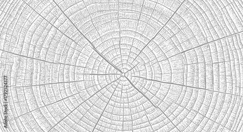 Abstract white wood grain texture showing tree growth rings.