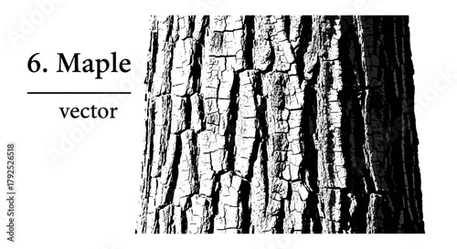 Black and white vector illustration of maple tree bark texture.
