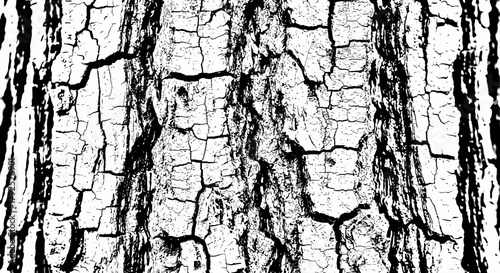 Detailed Tree Bark Texture with Deep Cracks and Furrows.