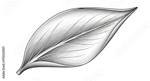 Detailed Pencil Sketch of a Single Leaf with Veins.