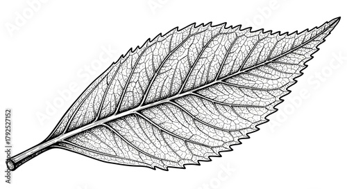 Detailed Line Art Illustration of a Single Serrated Leaf.
