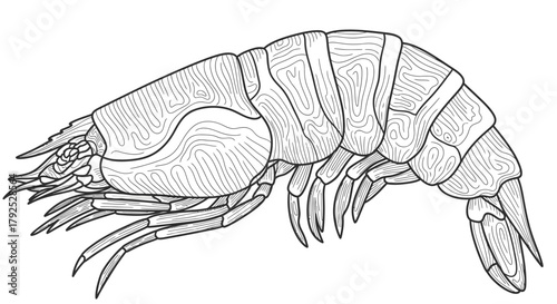 Detailed black and white line art illustration of a shrimp.