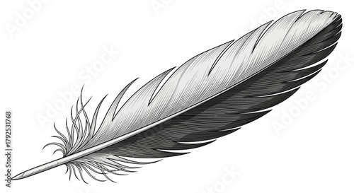 Detailed illustration of a single bird feather in monochrome.
