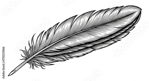 Detailed Feather Illustration: Intricate Barbs and Quill Depiction.