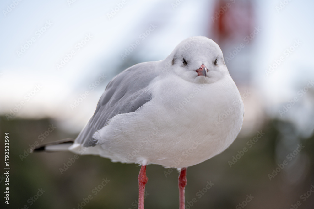 Obraz premium ウミネコのクローズアップ