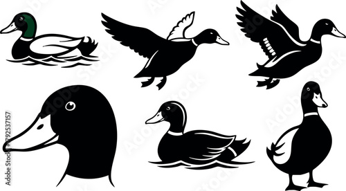 Mallard duck vector set with various poses and flying positions natural wildlife illustration
