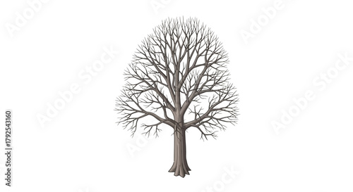 Solitary bare tree with intricately branching limbs against white backdrop