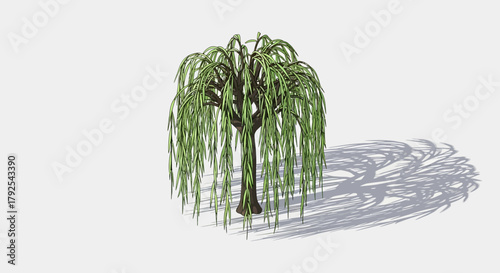Stylized Illustration of a Weeping Willow Tree with Distinct Shadowing