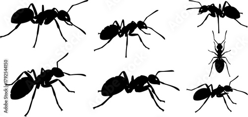 Ants silhouette, Ant clipart, Ants, Ant silhouette set, Ants vector set, Ant crawling silhouette set