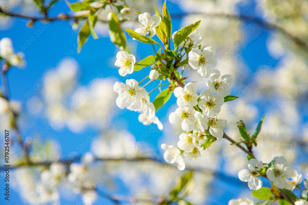 Fototapeta premium Cherry blossoms in the garden in spring. Selective focus.